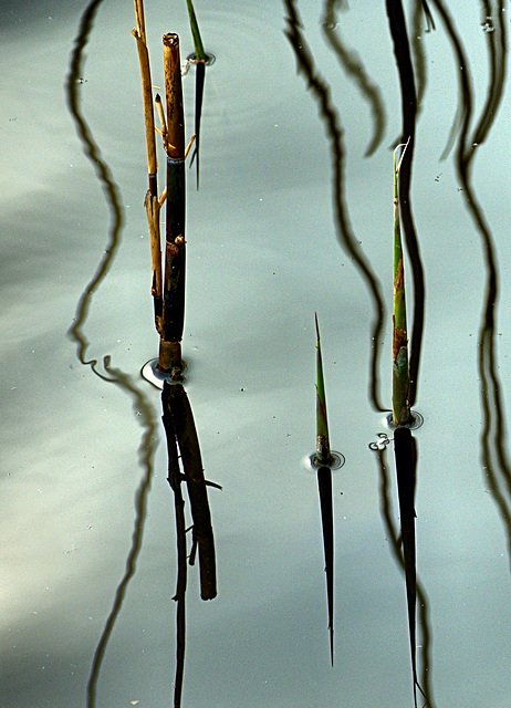 Reeds and Grasses