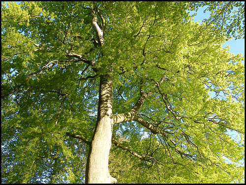 beech in spring