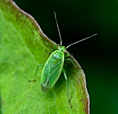 Green Bug