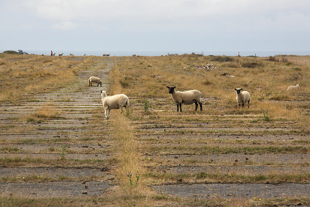 Sheep on the runway!