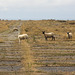 Sheep on the runway!