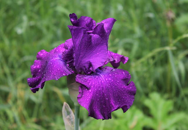 Iris 'Loyalist'