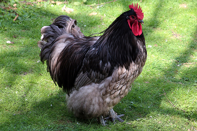 Mon Pavarotti 5 h 30