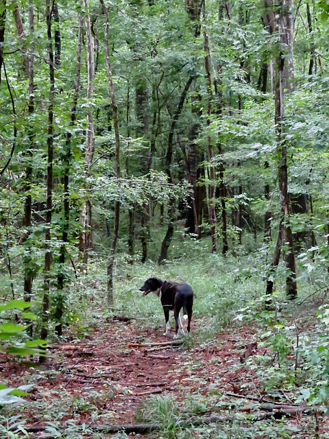 Garip in the forest