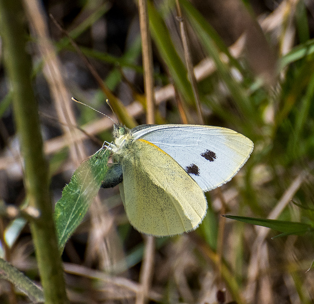 Small white butterfly2