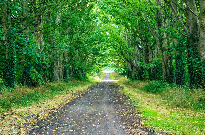 A Wirral lane. (From Brimstage Road)