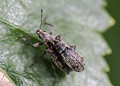 20110519 2938RMw [D~MI] Dickmaulrüssler, Großes Torfmoor, Hille