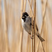 Reed bunting