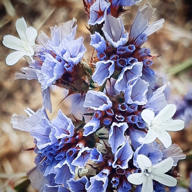 Strawflowers.