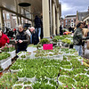 Flowers at the Leiden market