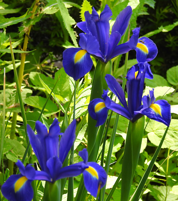 20230531 0411CPw [D~LIP] Spanische Iris (Iris xiphium), UWZ, Bad Salzuflen
