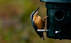 Nuthatch