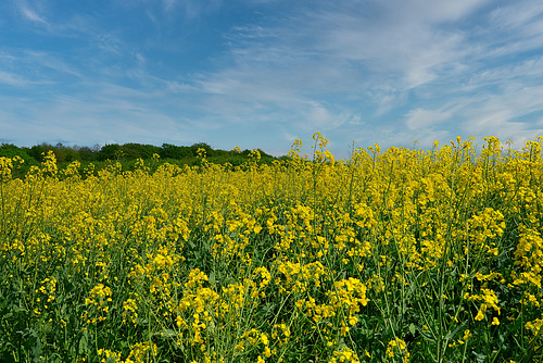 Rapsgelb und Himmelblau