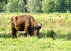 Dieser Wisent hatte mich im Auge