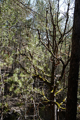 arbre très moussu