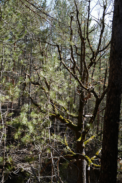 arbre très moussu