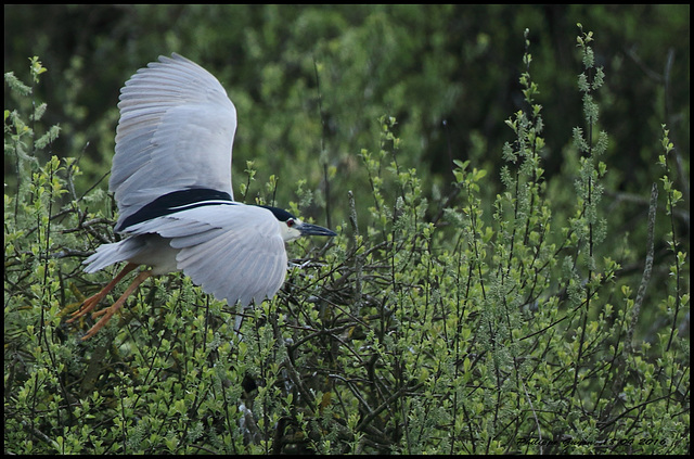 BIHOREAU GRIS