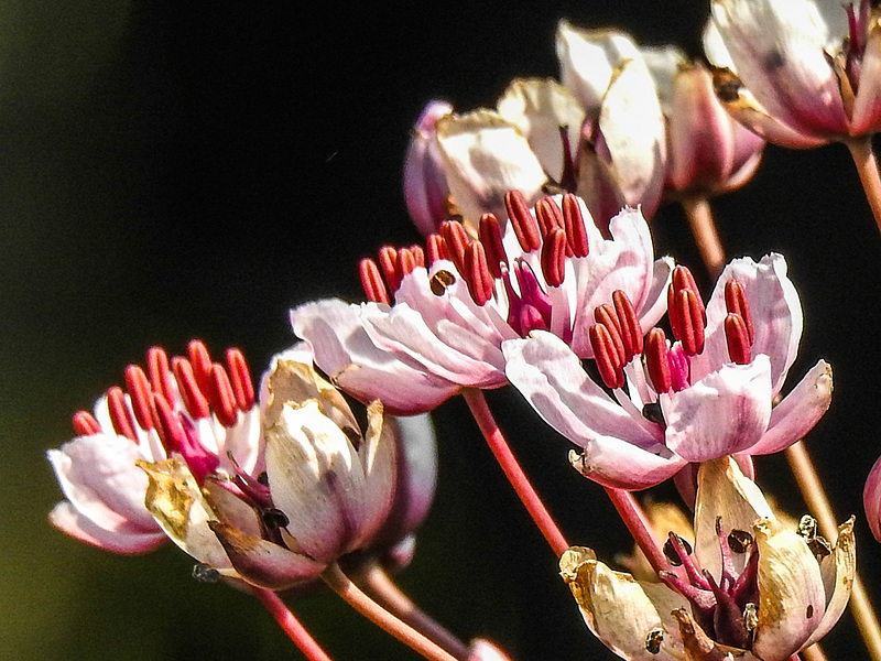 20170706 2415CPw [D~BI] Botanischer Garten, Bielefeld