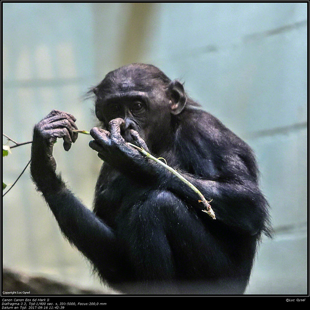 IMG 8496.jpg 2017 09 16 Zoo Planckendael II