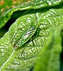 Green Bug