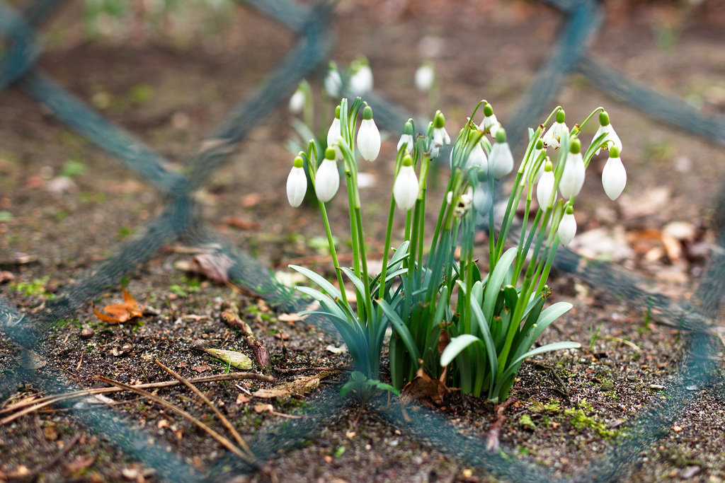 Happy (behind) Fence Friday !