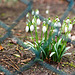 Happy (behind) Fence Friday !