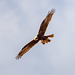 Marsh harrier