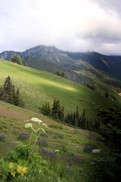 Hurricane Ridge