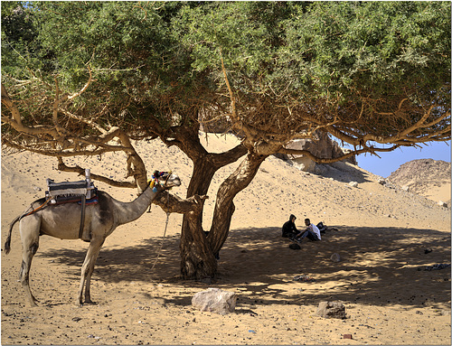 Shade in the Sahara