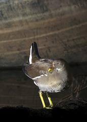 Female Moorhen