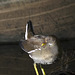 Female Moorhen