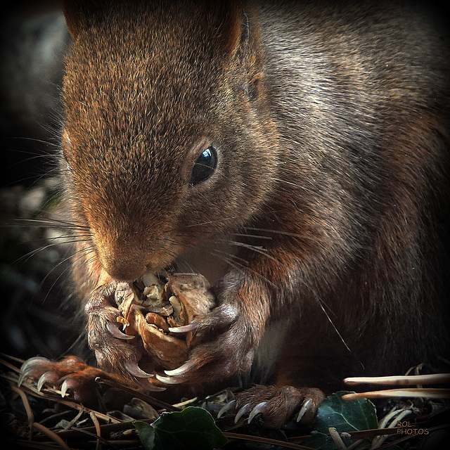 Écureuil roux, Eurasian Red Squirrel (Sciurus vulgaris)