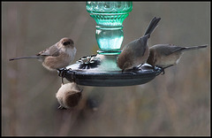 AMERICAN BUSHTITS