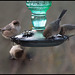 AMERICAN BUSHTITS