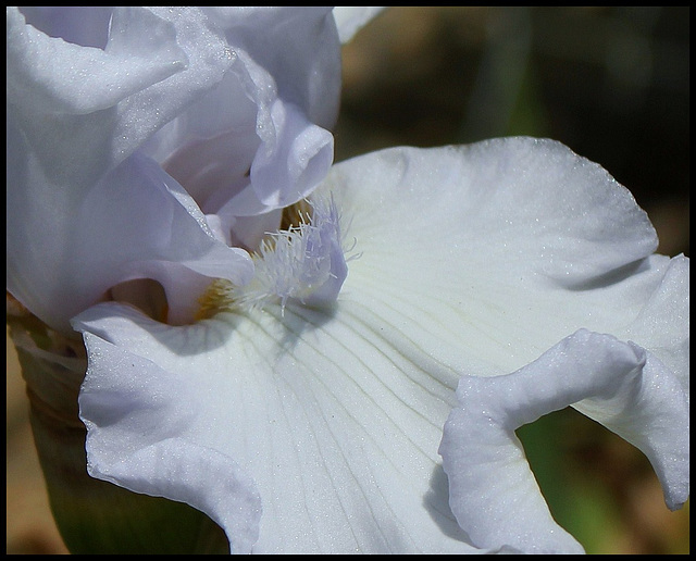 Iris space blanc