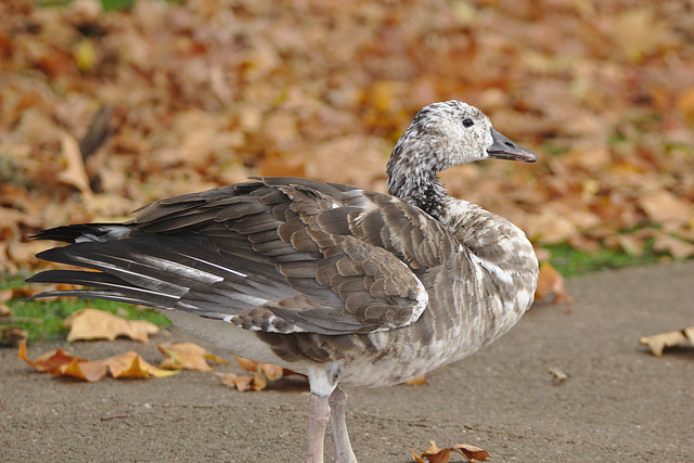 IMG 0055Goose