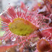 074 Drosera rotundifolia, - der Rundblättrige Sonnentau
