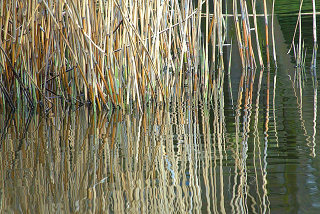 Reeds and Grasses