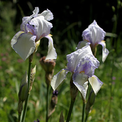 Iris 'Ma Mie'