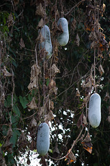 fruits étranges