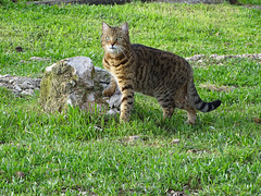 ...ça alors...pas un chat à l'horizon...