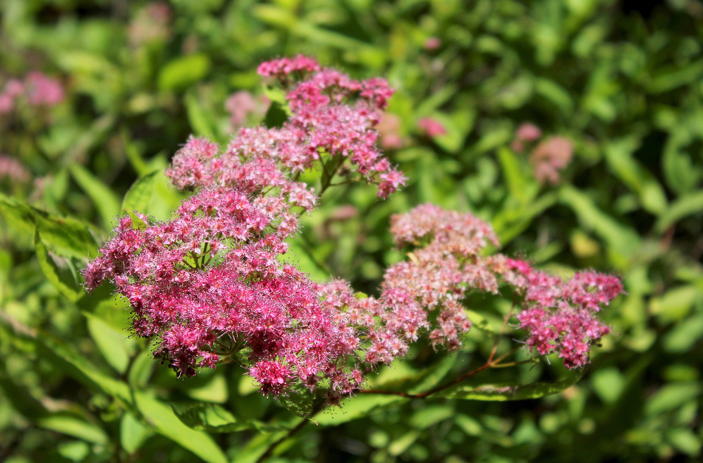 Spiraea japonica  (2)