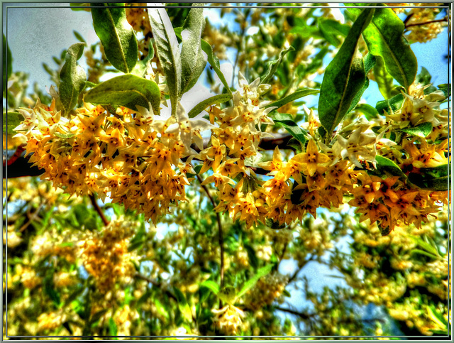 Korallen-Ölweide (Elaeagnus umbellata)  ©UdoSm