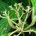 20230531 0413CPw [D~LIP] Runzelblättriger Schneeball (Viburnum rhytidophyllum), UWZ, Bad Salzuflen