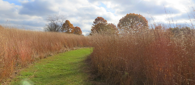 Indian Grass Prairie