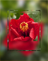 R e d ☆ a fantastic color ❤ R e d ☆ a fantastic color ❤