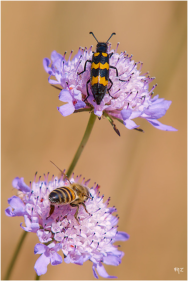 Mylabris variabilis - Mylabre inconstant