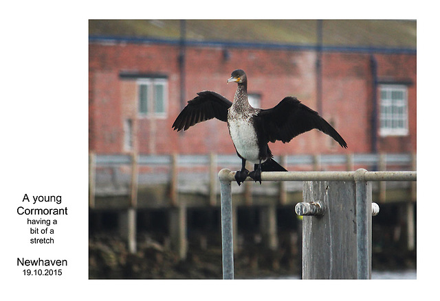 Young Cormorant - Newhaven - 19.10.2015