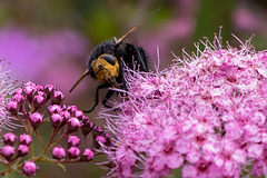 Tachinid Grosse fly