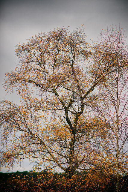 Forêt de Fontainebleau